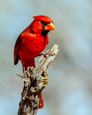 Competition entry: Red Cardinal