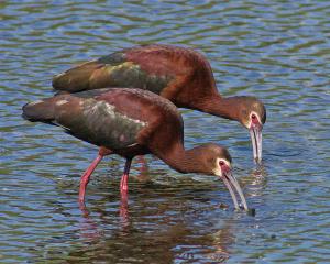 Competition entry: White-faced Ibises