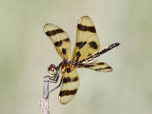 Competition entry: Halloween Pennant