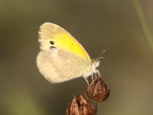 Competition entry: Dainty Sulphur