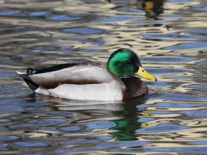 Competition entry: Mallard Reflections