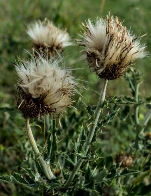 Competition entry: Dried Bull Thistle