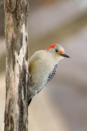 Competition entry: Red Bellied Female Woodpecker. Al?