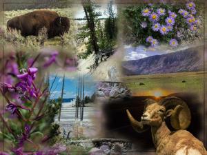 Competition entry: Yellowstone Montage