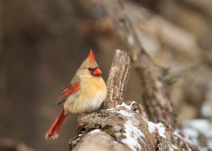 Competition entry: Female Cardinal