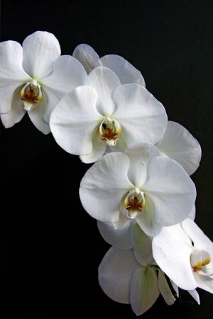 Competition entry: Karen's Orchids
