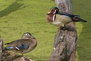 Competition entry: Wood Ducks
