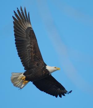 Competition entry: Bald Eagle with Fish