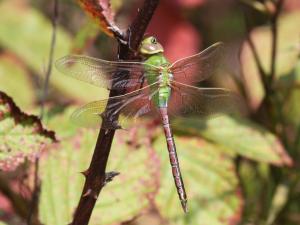 Competition entry: Fall Juvenile Common Green Darner