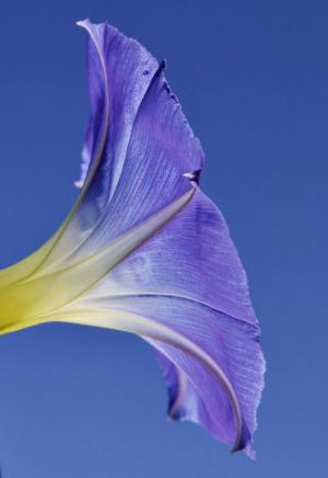 Competition entry: Morning Glory opening for the sun...