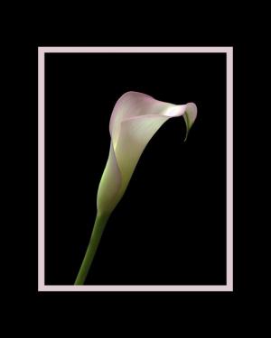 Competition entry: Calla Lily