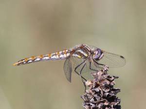 Competition entry: Juvenile Variegated Meadowhawk