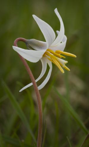 Competition entry: Trout Lily