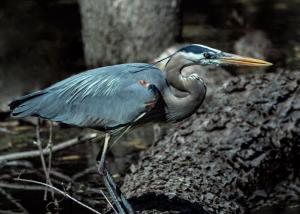 Competition entry: Blue Heron Hunting