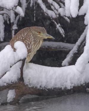 Competition entry: Night Heron in Snow