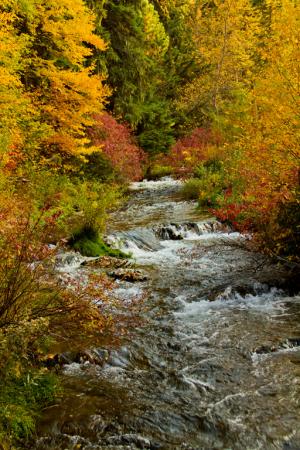 Competition entry: Stream in Spearfish Canyon