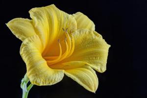 Competition entry: Daylily