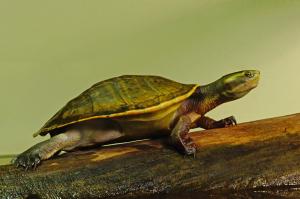 Competition entry: Red-bellied Short-necked Turtle