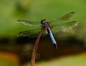 Competition entry: Blue Dragonfly