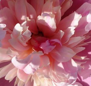 Competition entry: Pink Peony