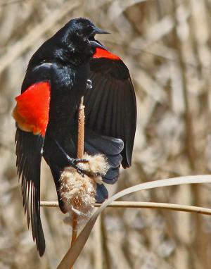 Competition entry: Redwing Blackbird