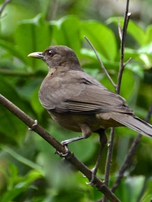 Competition entry: Clay-Colored Thrush -- National Bird of Costa Rica