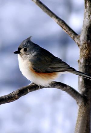 Competition entry: Tufted Titmouse