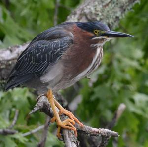 Competition entry: Green Heron