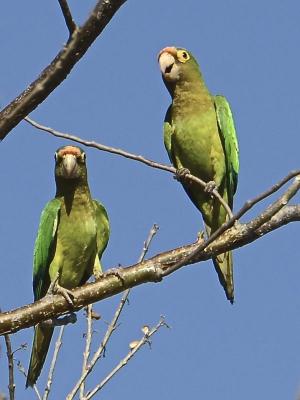 Competition entry: Costa Rican Pair of Parrots