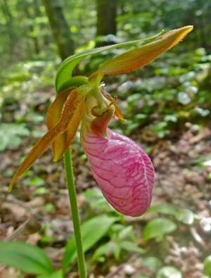 Competition entry: Pink Lady Slipper - Sand Island