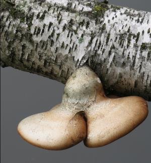 Competition entry: Iowa Fungi