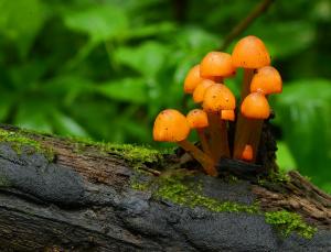 Competition entry: Orange Mushrooms