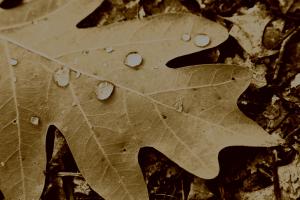 Competition entry: Raindrops on Oak Leaf