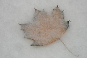 Competition entry: Leaf in Snow