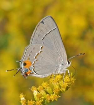 Competition entry: Gray Hairstreak