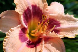 Competition entry: Peach and Red Daylily