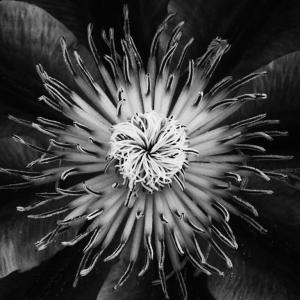 Competition entry: Clematis in B&W