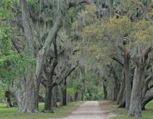 Competition entry: The Road Through The Hanging Spanish Moss