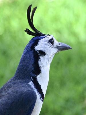 Competition entry: White-throated Magpie-Jay from Costa Rica