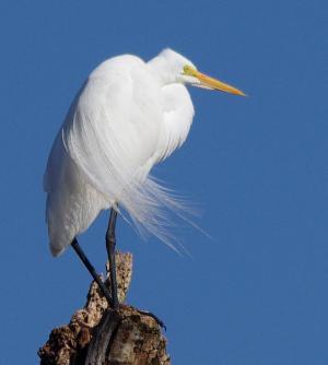 Competition entry: Egret Perch
