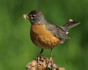 Competition entry: American Robin