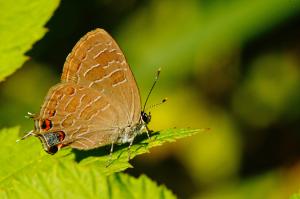 Competition entry: Striped Hairstreak