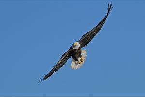 Competition entry: Mighty Eagle Soaring High