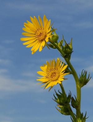 Competition entry: Compass Plant