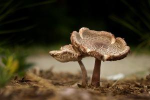 Competition entry: A Pair of Mushrooms