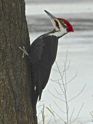 Competition entry: "Take My Picture"  ( Pileated Woodpecker)