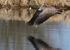 Competition entry: Canadian Goose in Flight