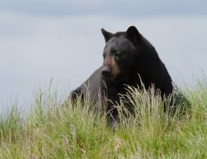 Competition entry: Kenai Peninsula Bear 1329