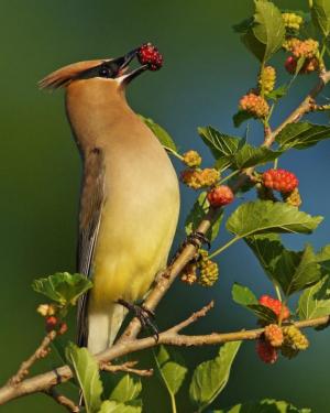 Competition entry: Cedar Waxwing