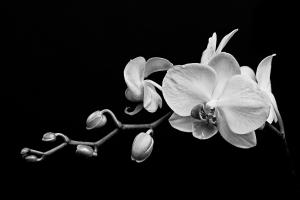 Competition entry: Orchid in Black and White